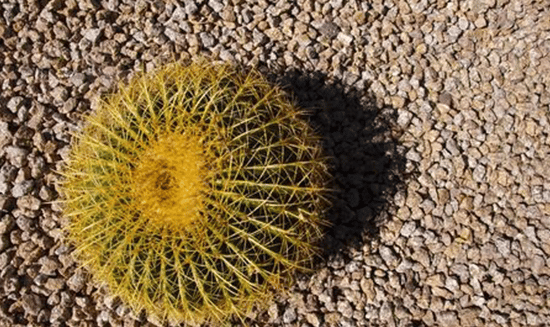 grand junction landscaping services