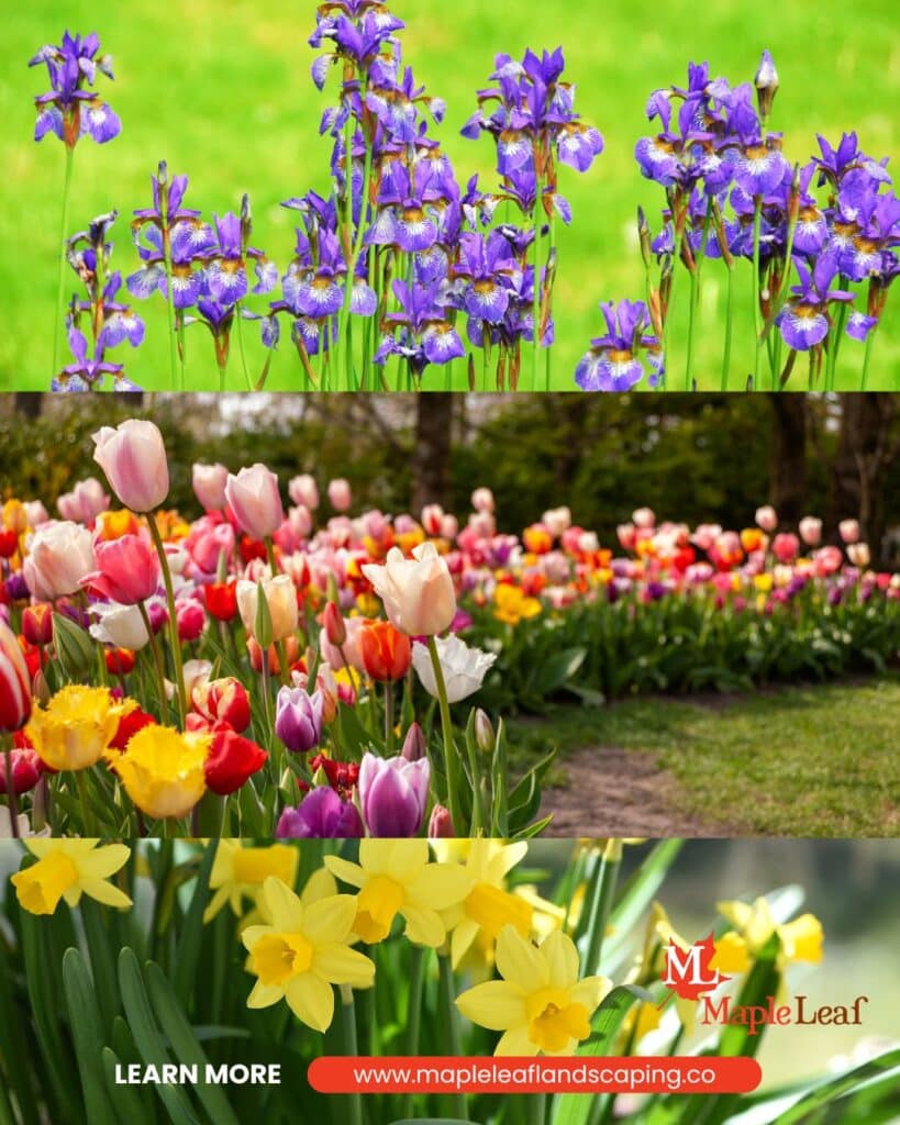 Winter plant care in western colorado is a picture of irises, tulips and daffodils