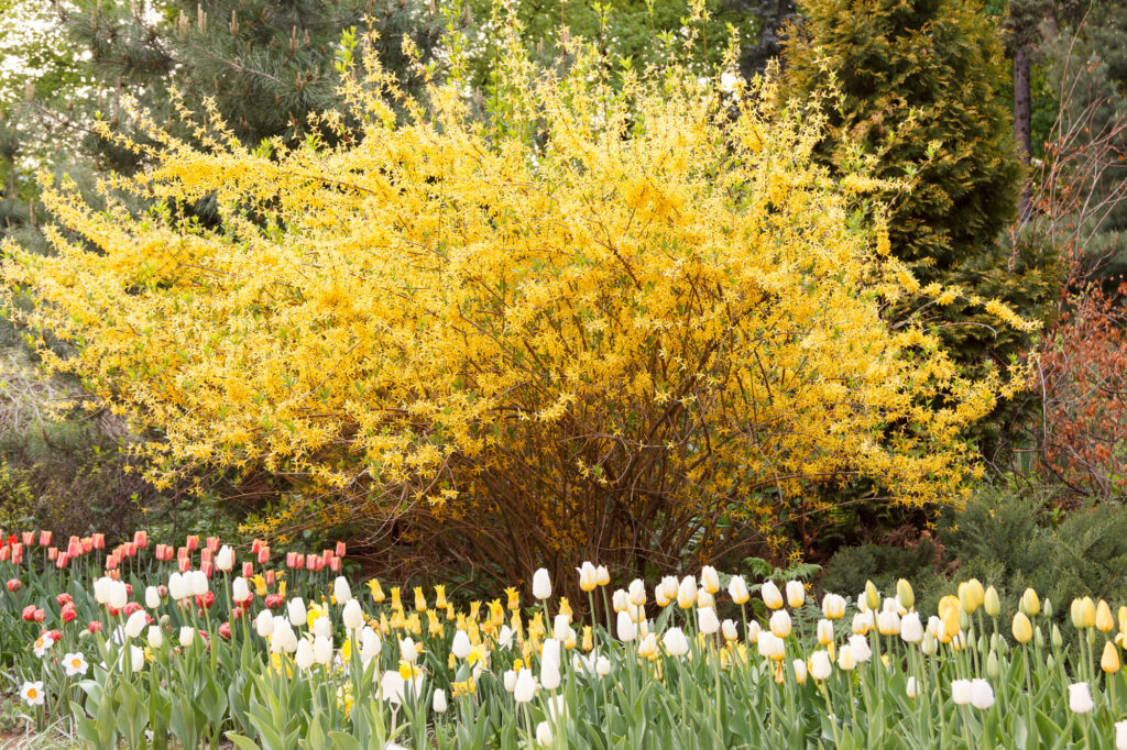 Tulips in front of spectacular yellow forsythia